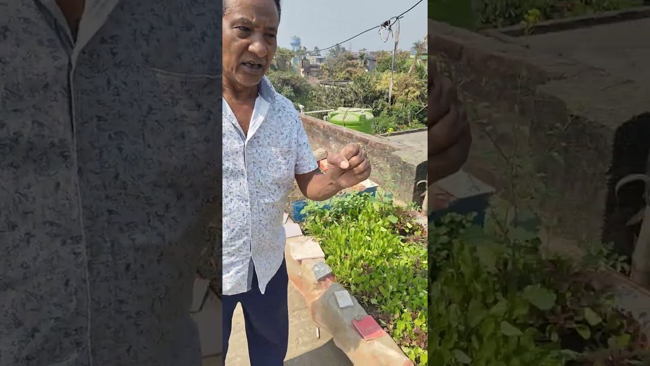 আদর্শ ছাদ বাগান। বাংলার কৃষি | Banglar krishi