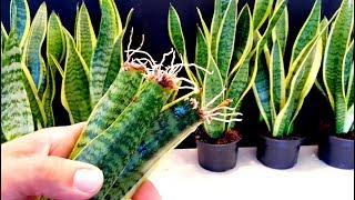 How to Propagate a Snake Plant very easy / Sansaveria