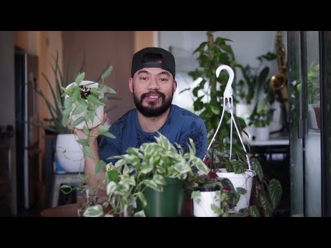 Video: Voorraadplanten beheren - Hoe moederplanten te onderhouden voor vermeerdering