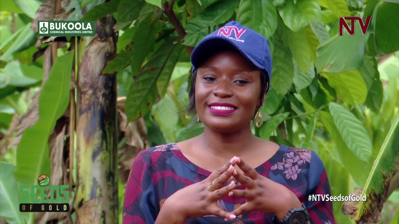 Still from Market-oriented agriculture in Uganda (Koko Agri Farms) | SEEDS OF GOLD