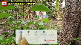 Film pendek | ketika kalah saingan dukun pun bertindak