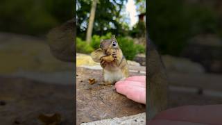 FEEDING CHIPMUNKS PEANUTS 🥜🐿😋 #shorts