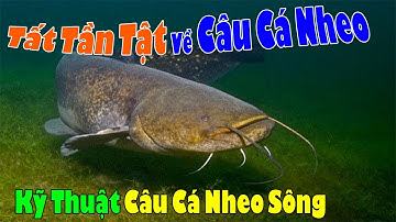 Tất Tần Tật Về Câu Cá Nheo Sông | Kỹ Thuật Câu Cá Nheo Sông | Bài Mồi Câu Cá Nheo Cực Kỳ Hiệu Quả