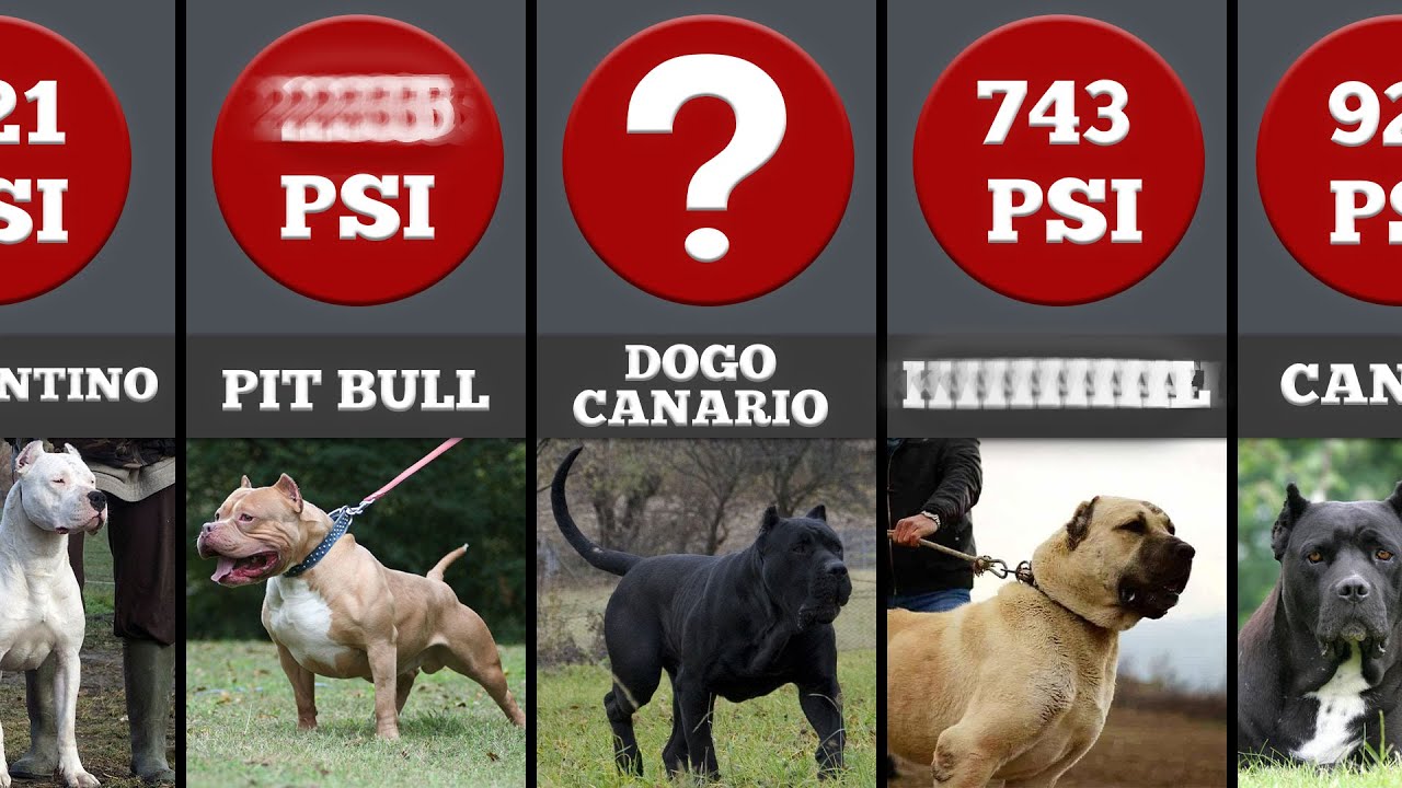 Dog Bite Pressure dog-bite-force-comparison-highest-bite-force-of-dogs-youtube