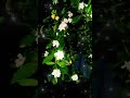 natural flower