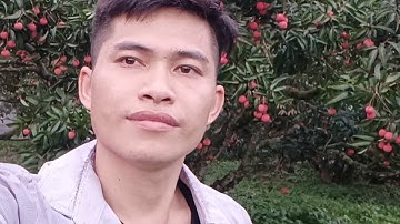 vào mùa chính vụ thu hái nông sản Vải thiều Lục Ngạn Bắc Giang...Lanh Lục Ngạn