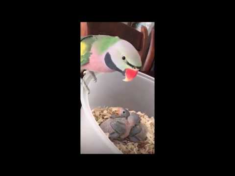 Parrot mom loves to feed her babies😁😋💖