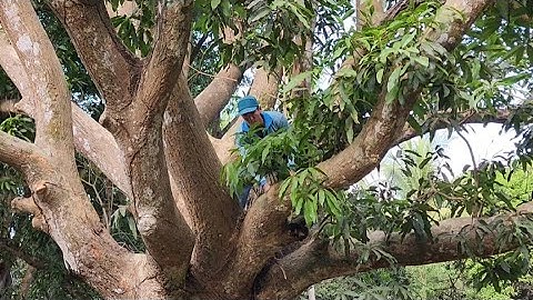 Cưa  cây  xoài  siêu khủng , 320 quành .Cưa  cây  kỷ thuật cao