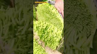 Super sharp tool for trimming the stems of kale vegetables #shorts