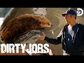 Mike rowe relocates beavers  dirty jobs