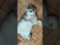 #кот #смех #юмор #cat #funny