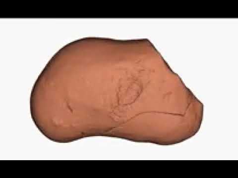 3D scan of the oldest heart ever found