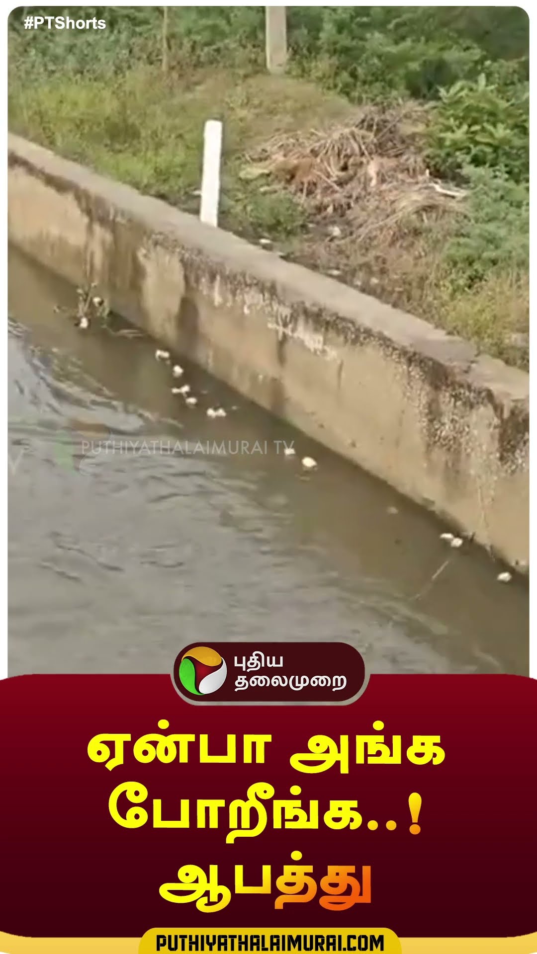 ஏன்பா அங்க போறீங்க..ஆபத்து | #shorts | #thiruvallur | #fishes