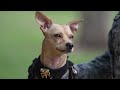 “Comando”: el chihuahua que se convirtió en el agente más pequeño de la Guardia Nacional