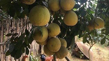 Bưởi diễn bưởi cát quế #freesky