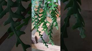 fishbone cactus#propogation from cutting#plants #gardening ideas#nature #viral video#shorts#