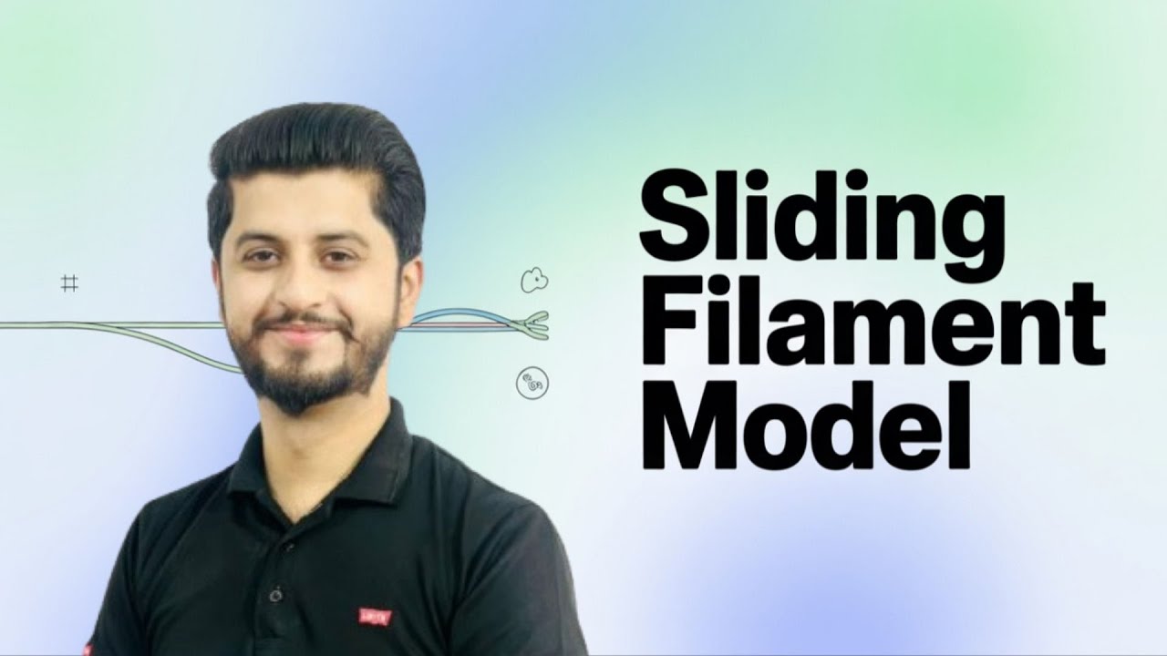 Sliding Filament Model (Contraction Model) | Biology 2nd Year | Easy Urdu Explanation with Hamza