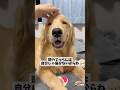 表情の変化#goldenretriever #ゴールデンレトリバー