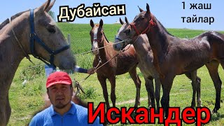 арасында ДУБАЙСАНДЫН баласы бар💥КУРЧ ТАЙЛАР 1 ЖАШТАГЫ ЭЛАМАНДА