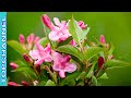 6 Variedades de Weigela más bellas