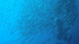 20110517 ギンダマ3