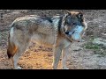 Wolf Morning Routine 🐺 / Что делают волки после рассвета