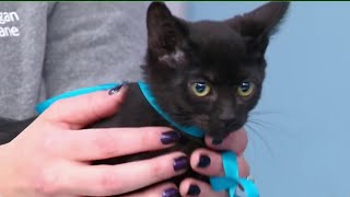 Live In The D Black Cats Make Great Pets This Halloween