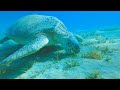 ''Dive Shagra'' Scuba Diving With Giant Turtle - Marsa Alam - Red Sea - Egypt