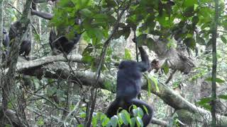 Bonobo gesture - Object shake (Example 3)