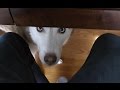 Siberian Husky Begging for Nachos!