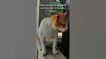 I Can T Stand Seeing You In Pain Funny Shorts Cat 