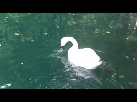 Видео: Голубое озеро Нижнее. Черекский район, Кабардино-Балкария.