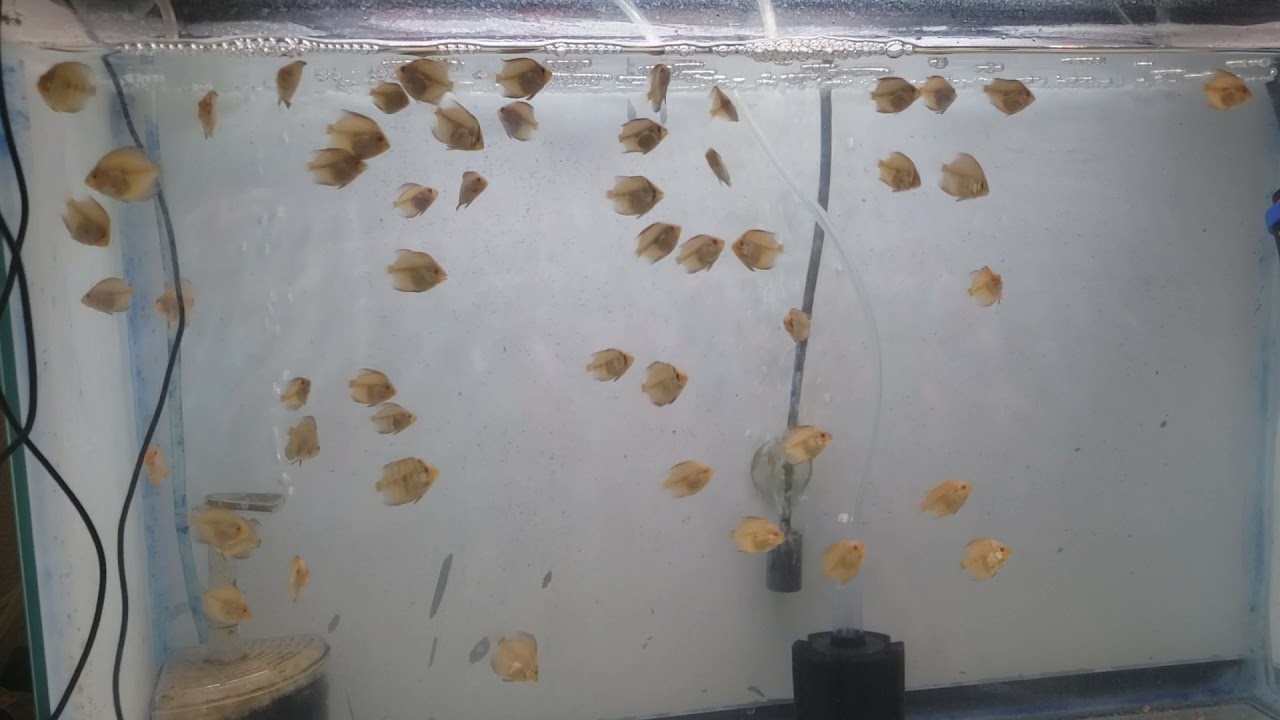 1 month old - discus fry
