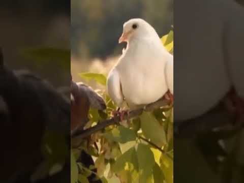 Михалыч стал голубком