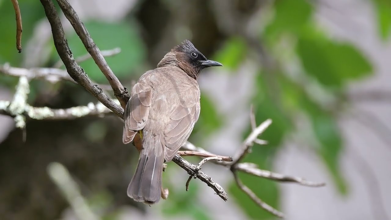Dark-capped Bulbul (Pycnonotus tricolor) foraging, Giant Castle (South Africa) 14-11-2022