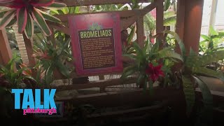 Checking out the Tropical Forest Panama exhibit at Phipps Conservatory