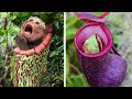 Plants That EAT Animals