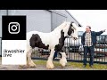 Tinker hengstenkeuring stamboek bts voor celtic warrior tor cass  draft horses 4 instagram