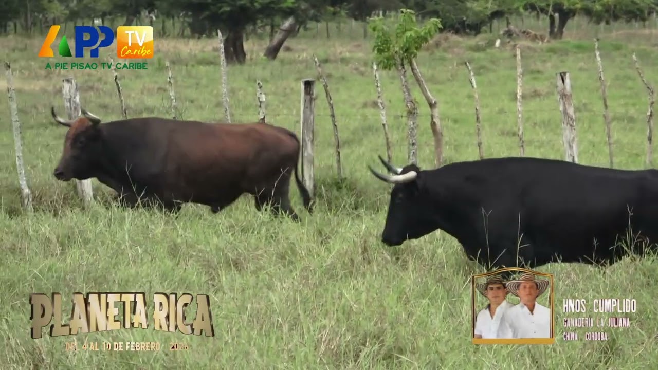 Ganadería La Juliana para Planeta Rica 2026.