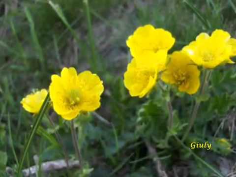 Valtellina (5) in giallo flora spontanea