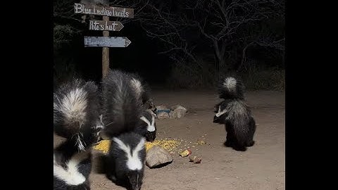 BlueIndigoTrails is live!🦨🦨🦨