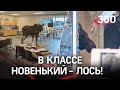 Лось ворвался в школу во время урока