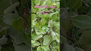 Bi̇zi̇m Oralar Ecza Deposu Gi̇bi̇bu Lezzet Başka Yerde Yoktam Bi̇r Şi̇fa Deposu