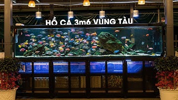 [Trailer] Ngắm HỒ CÁ CÔNG NGHỆ 3m6 CHƠI ALI "SIÊU KHỦNG" của anh chủ Nhà hàng tại Vũng Tàu