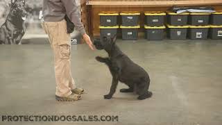 'Caylee' 8 Mo Giant Schnauzer Documenting Obedience & Tricks Development Tough Rock Star Attitude