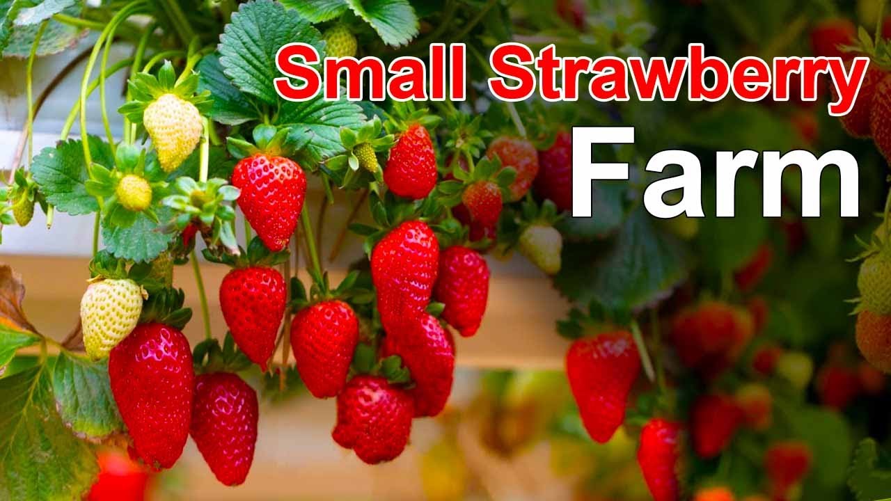 Growing Strawberries at Home in Containers - YouTube