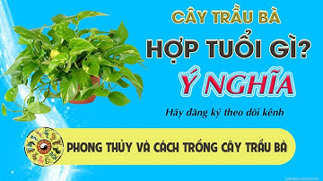 Cây trầu bà hợp tuổi gì? và ý nghĩa phong thuỷ của cây trầu bà