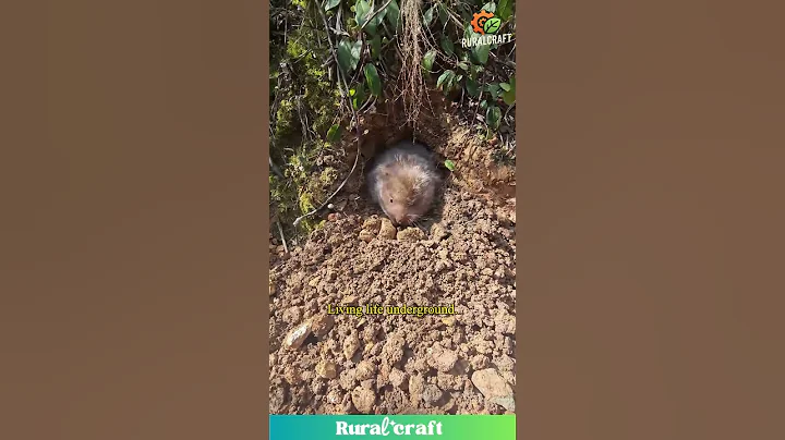 A Glimpse of Wildlife: Mole in its Natural Habitat #nature #animals #underground thumbnail
