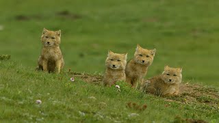 Los zorros tibetanos chinos | NATIONAL GEOGRAPHIC ESPAÑA