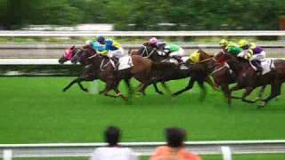 Sha Tin Racecourse 沙田馬場 horse racing